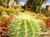 sloneczny-kaktus