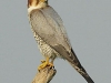 falcon-synaj-e-sharm