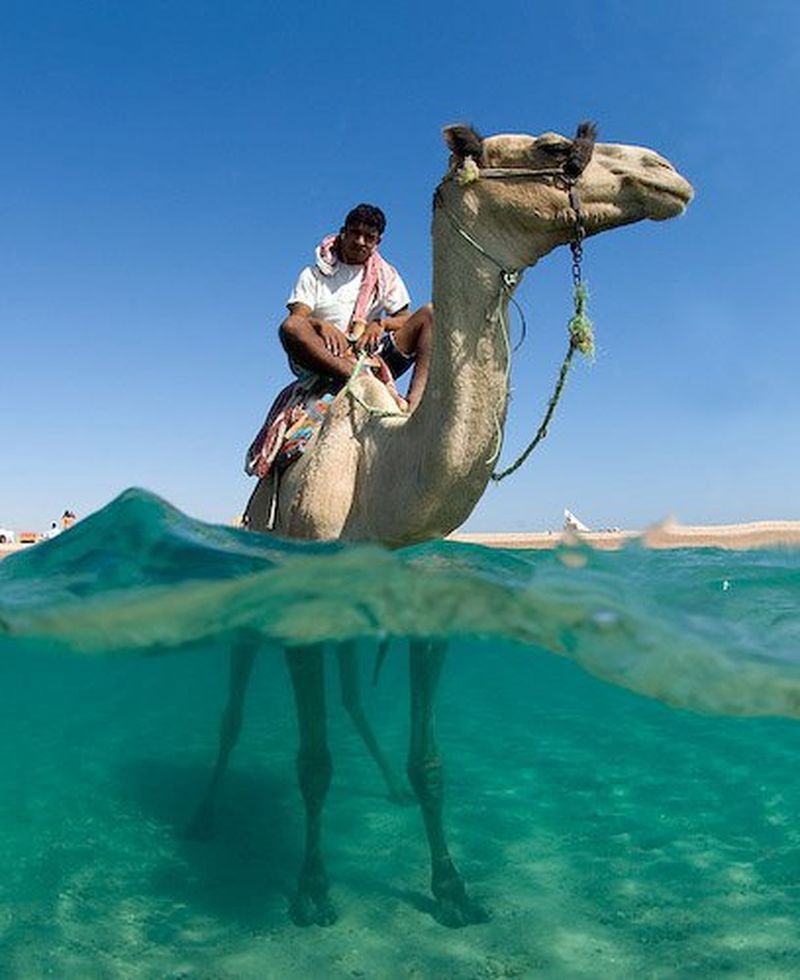 sharm-el-sheikh-camel